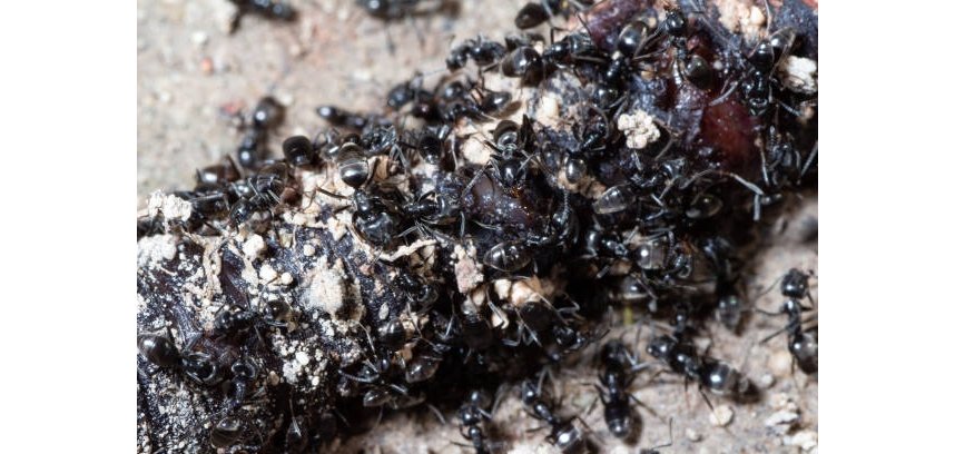 Tapinoma magnum attack a dead earthworm to devour it Tapinoma magnum attack a dead earthworm to devour it