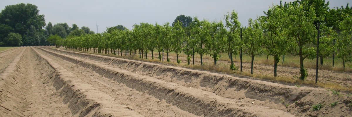 Spargelfeld Spargelfeld