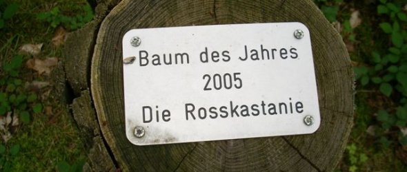 Baum des Jahres 2005 - Die Rosskastanie
